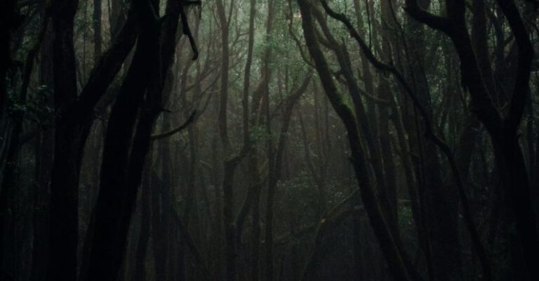 Forests - Trees on a Dark Forest