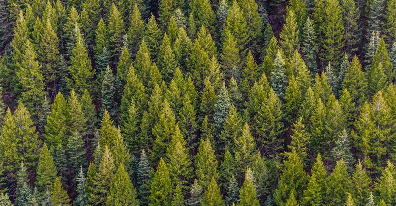 Forests - Green Pine Trees