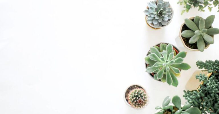 Plants - Green Succulent Plants On Pots