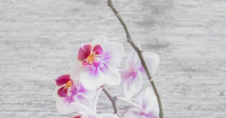 Orchids - Close Up Photo of White and Pink Moth Orchid Flowers